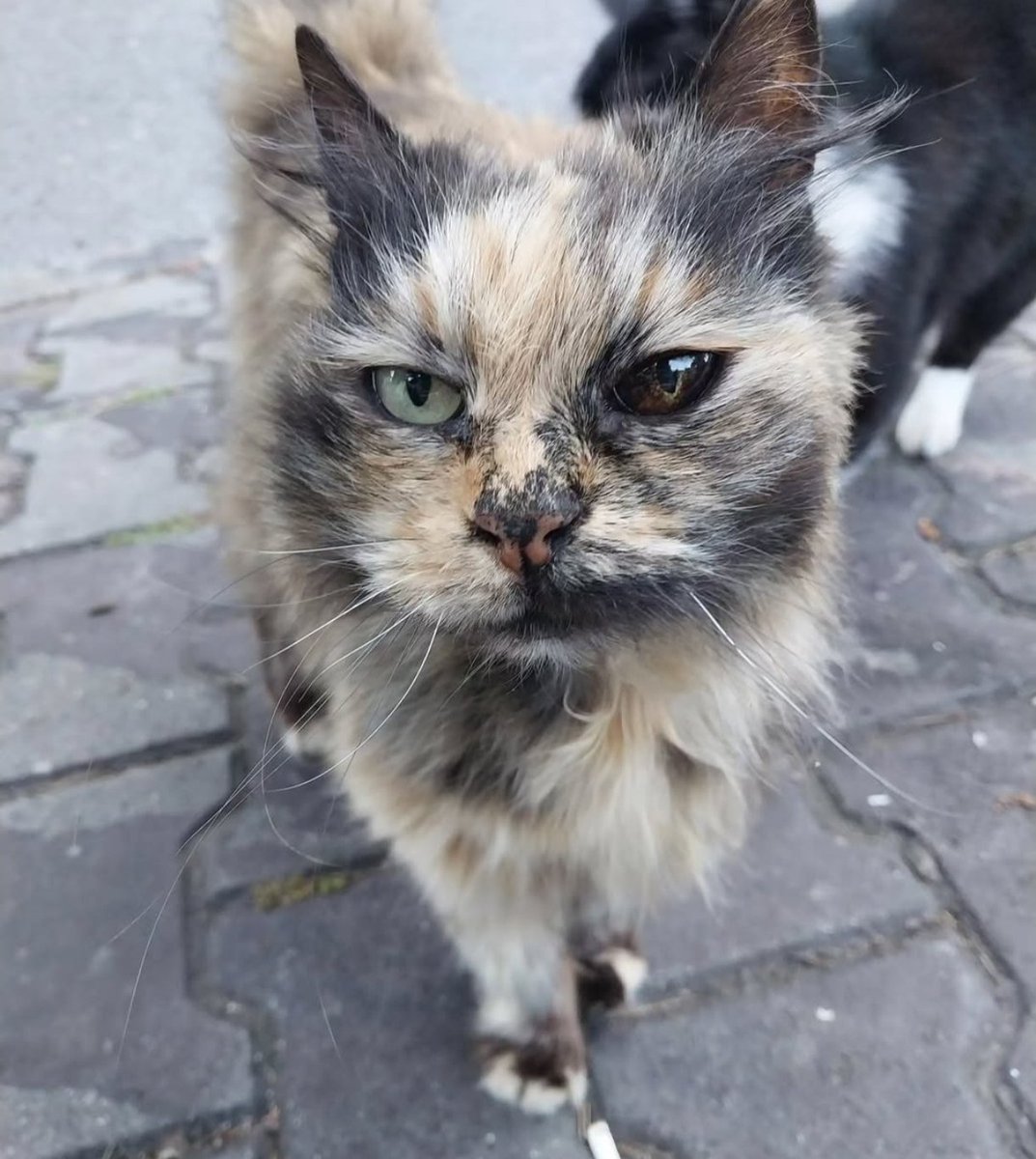 ayzek☭ tweet media