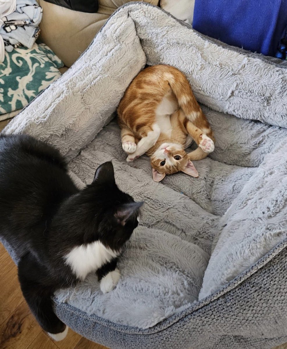 cats with powerful impression 🐾 tweet media