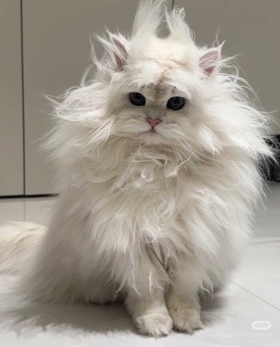 æ ชริ tweet media