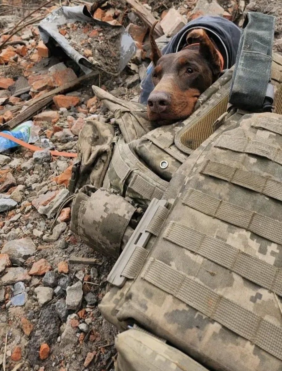 UkrARMY cats & dogs tweet media