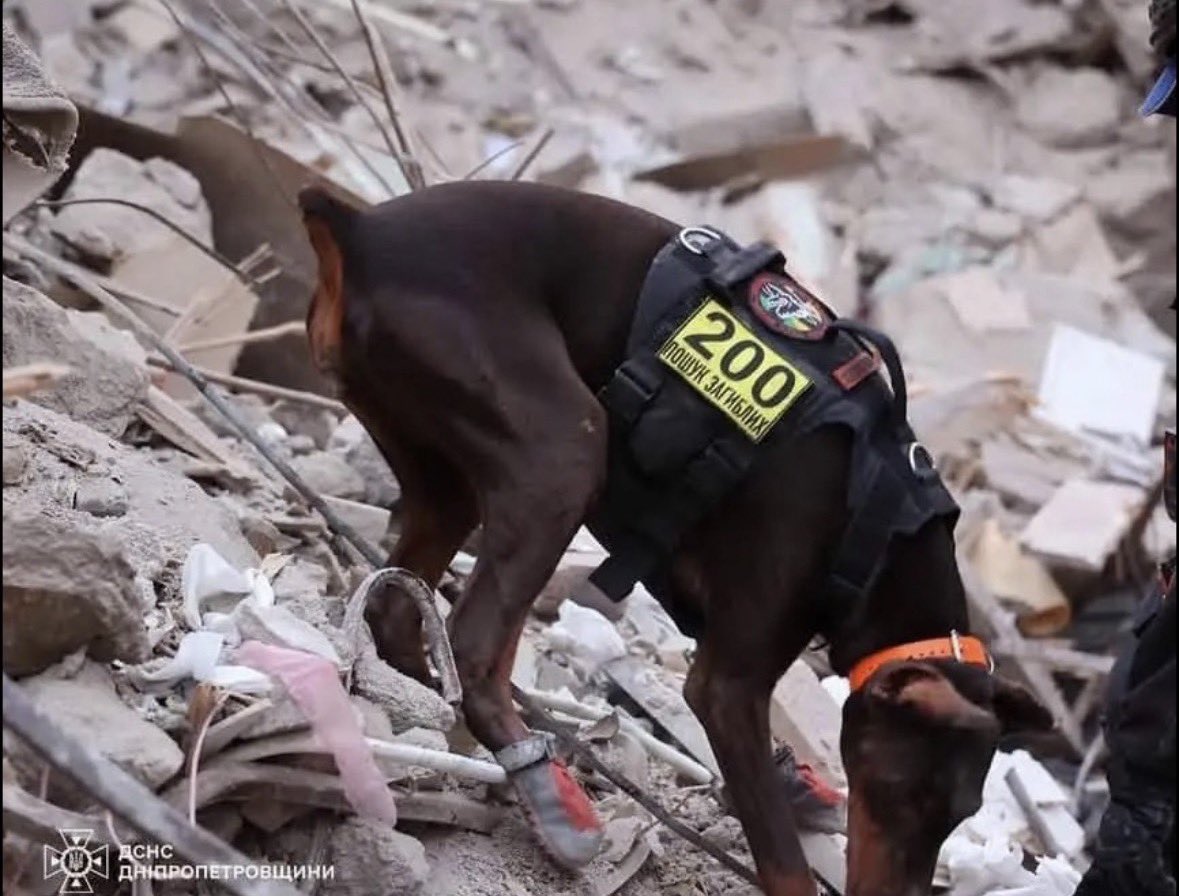 UkrARMY cats & dogs tweet media