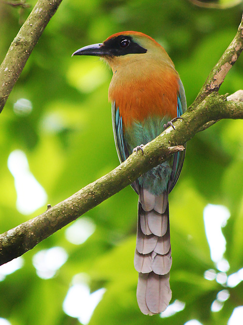 Aves do Brasil tweet media