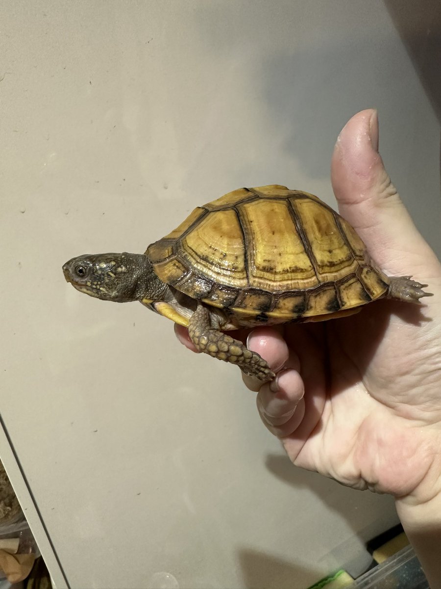 爬虫類ショップ 天和（tenwa_reptiles） tweet media