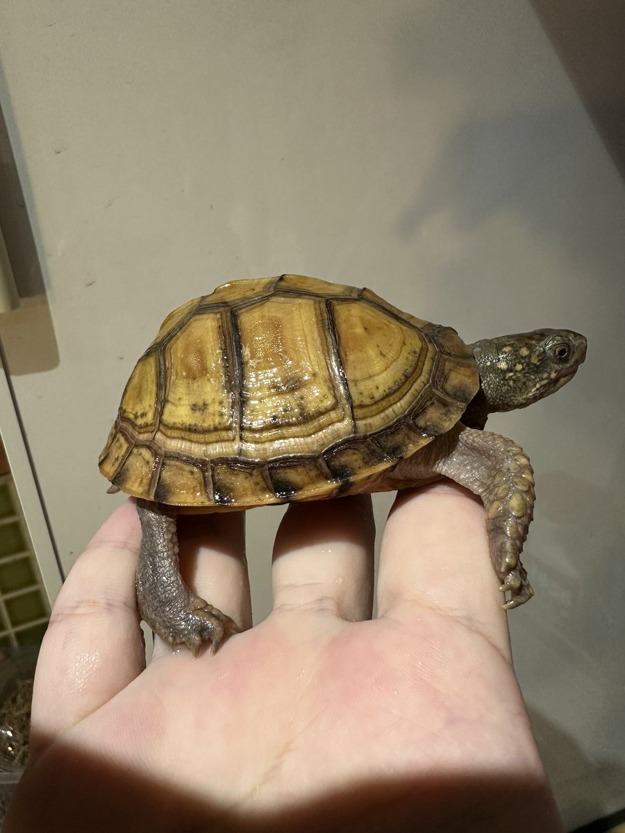 爬虫類ショップ 天和（tenwa_reptiles） tweet media