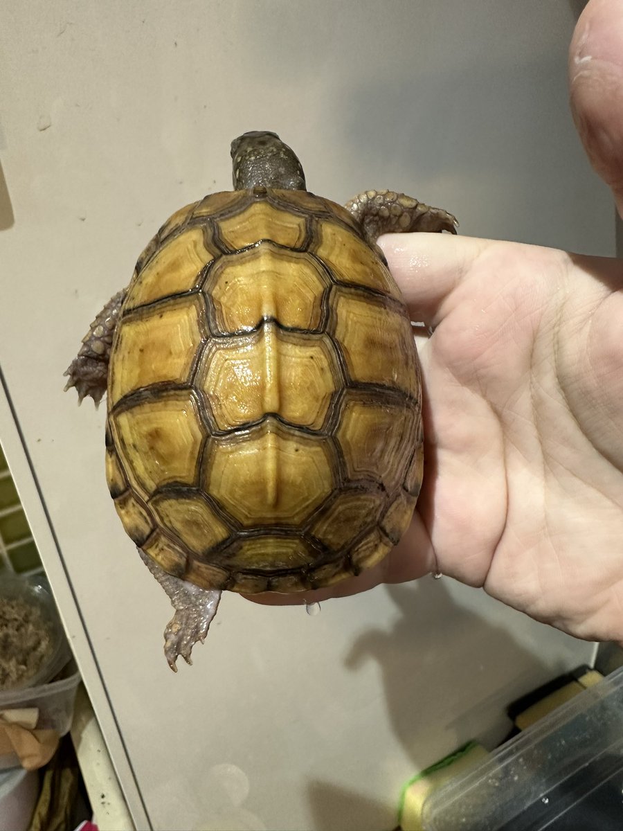 爬虫類ショップ 天和（tenwa_reptiles） tweet media