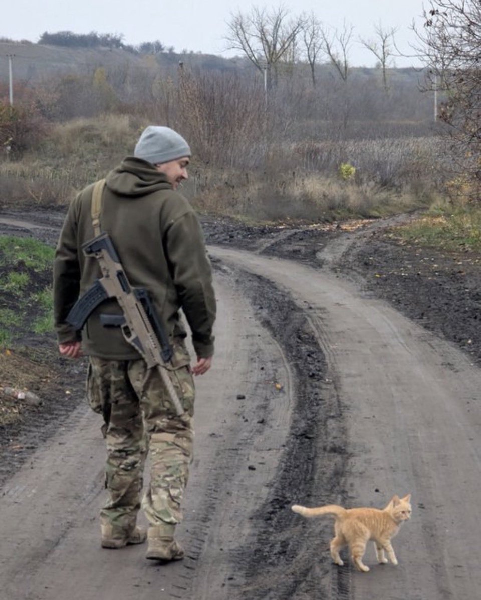 UkrARMY cats & dogs tweet media