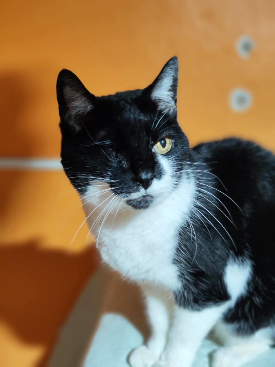 SOS Abuelos tweet media