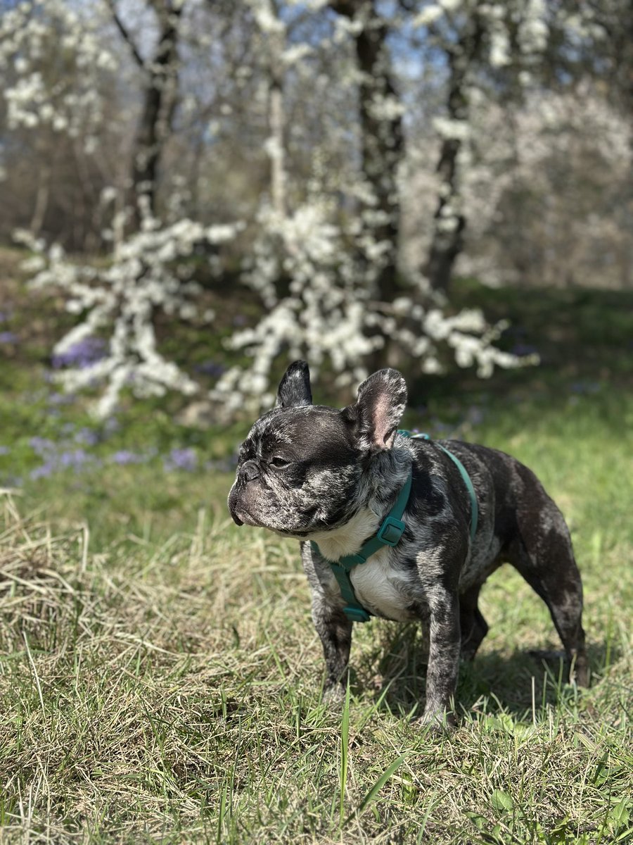 Невесела Бульба tweet media