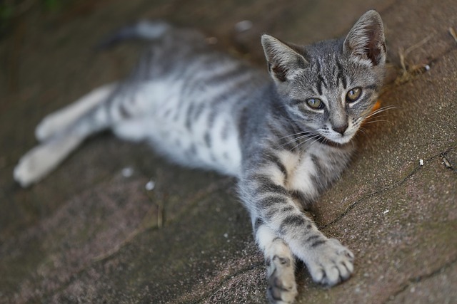 Armon Ivey tweet media