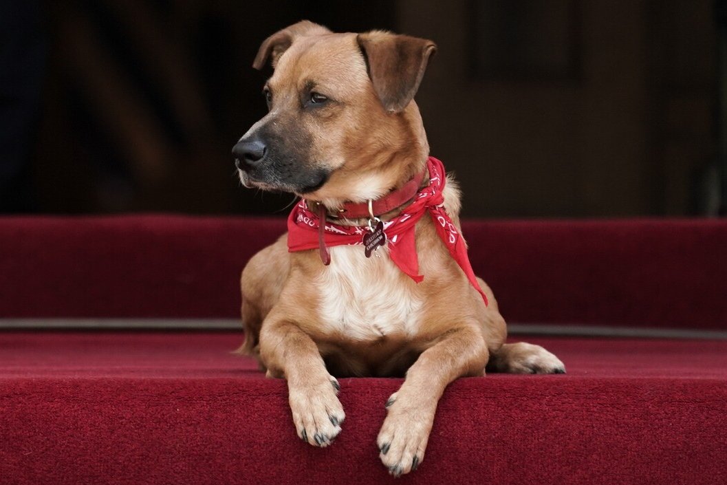 ΚΕΡΒΕΡΟΣ tweet media