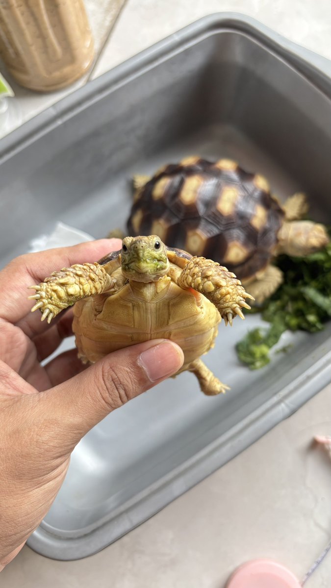 yoansakha's tweet photo. Halo guys aku mau jual 2sulcata aku dan ini bakal aku jual murah aja,
Kalo minat dm aja ya,,

Buat rincian dll

#zonauang #zonabu #sulcata #kurakura https://t.co/EHMzi0S5Ln