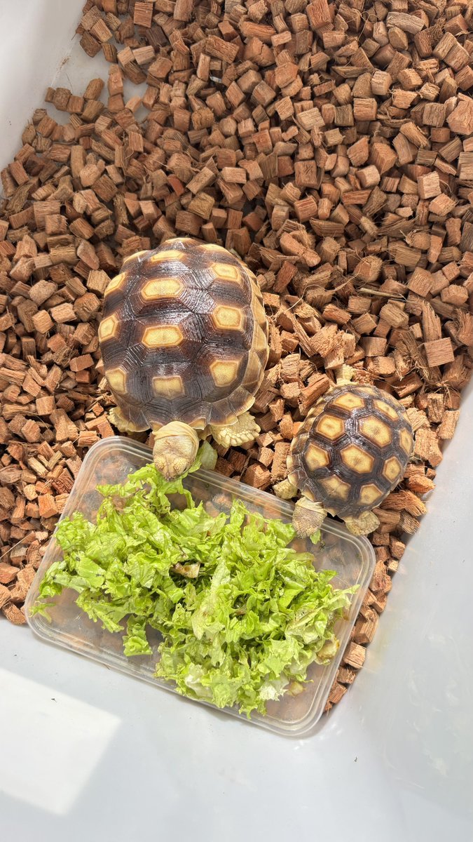 yoansakha's tweet photo. Halo guys aku mau jual 2sulcata aku dan ini bakal aku jual murah aja,
Kalo minat dm aja ya,,

Buat rincian dll

#zonauang #zonabu #sulcata #kurakura https://t.co/EHMzi0S5Ln