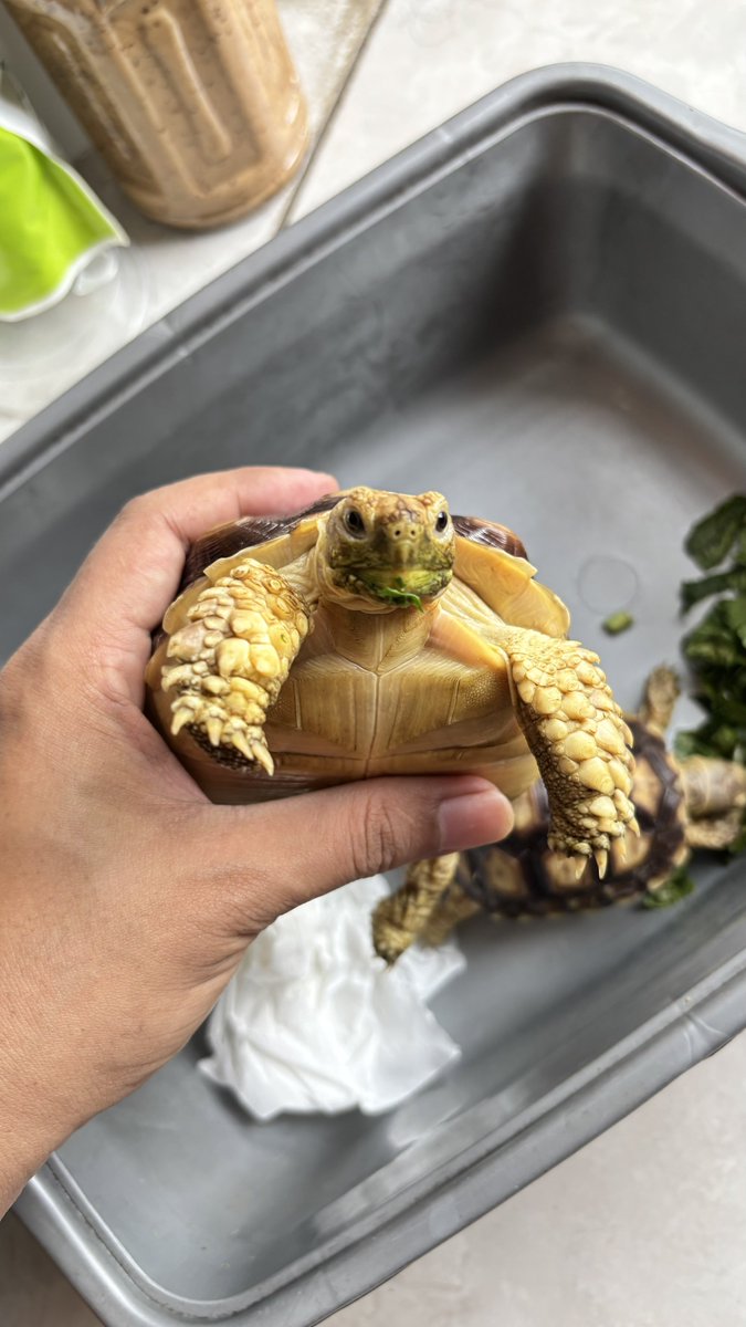yoansakha's tweet photo. Halo guys aku mau jual 2sulcata aku dan ini bakal aku jual murah aja,
Kalo minat dm aja ya,,

Buat rincian dll

#zonauang #zonabu #sulcata #kurakura https://t.co/EHMzi0S5Ln