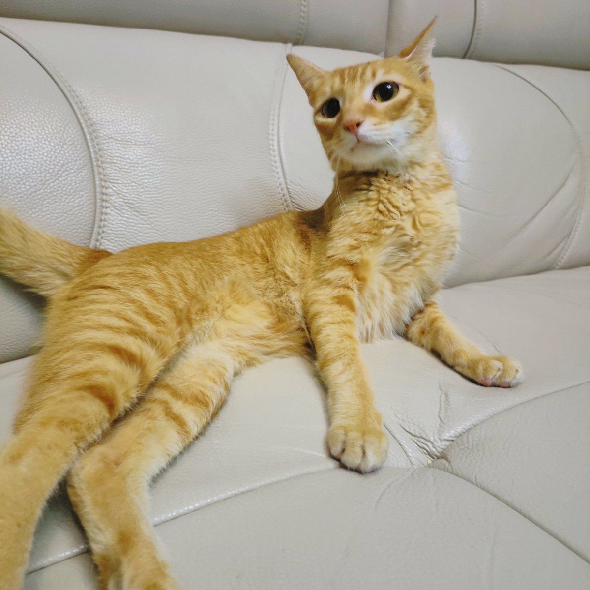lu_jara's tweet photo. 阳光斜照的午后，窝在沙发里盖着绒毯看书，猫蜷在脚边打盹——这就是我周末的“快乐小宇宙” https://t.co/T2FwMz0Gm4
