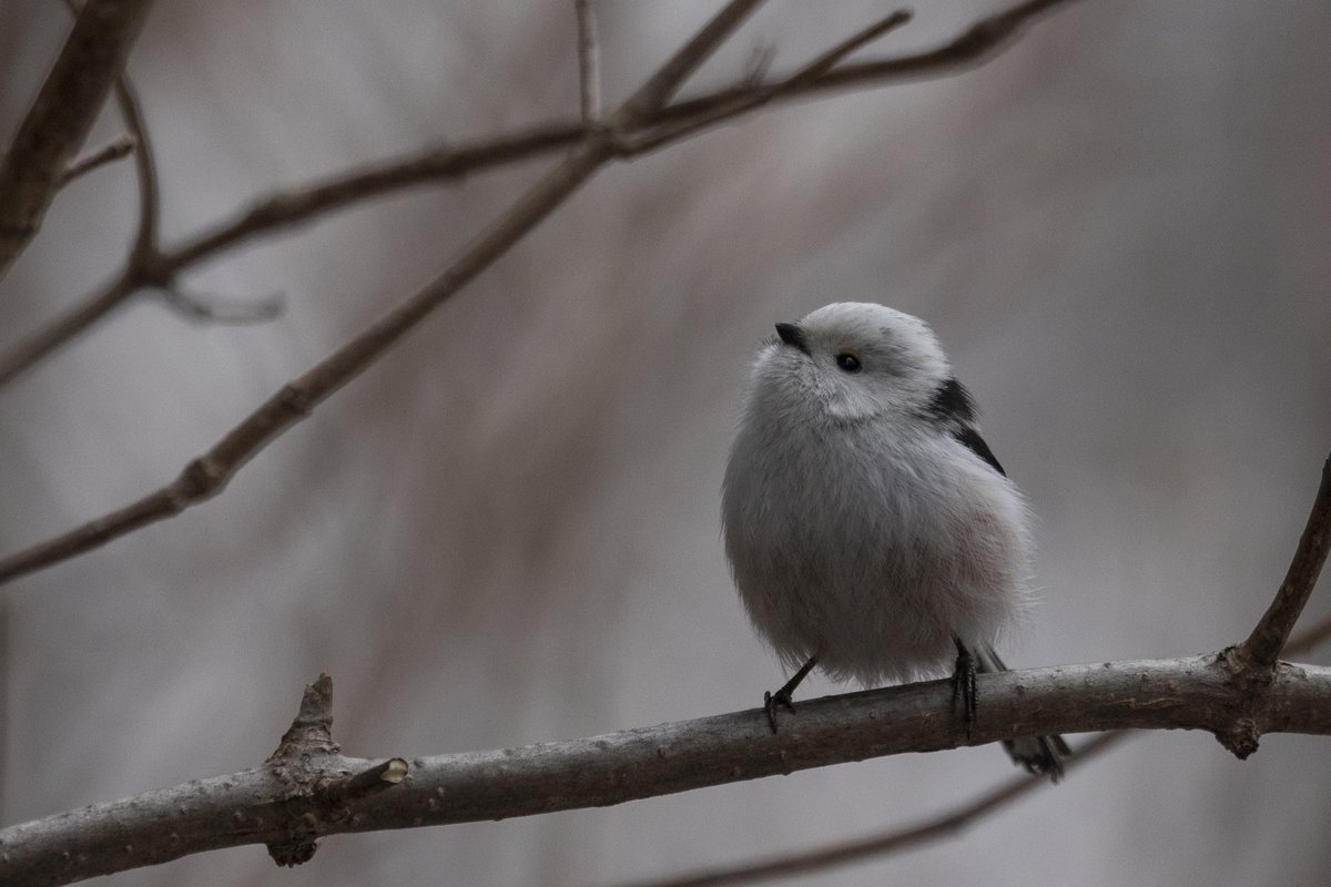 あるたるふ tweet media