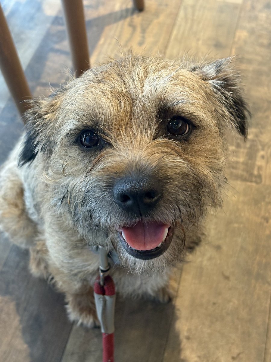 Sir Wilbur (CBE) ๐๐ถ tweet media