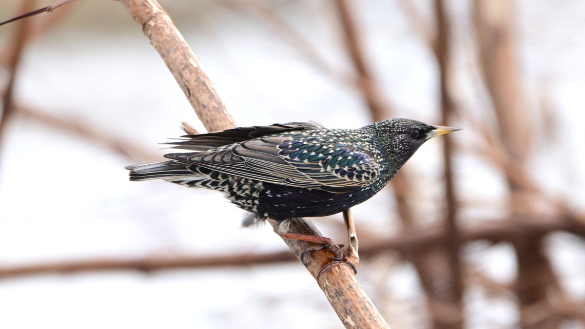 おおくら tweet media