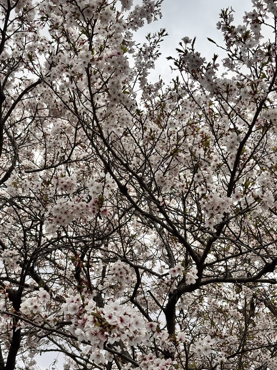 0093K1965's tweet photo. 雨があがった隙間を狙って今年最初で最後の！？花見‼️
#はなみ 
#桜 https://t.co/0TwbAHZ6JN