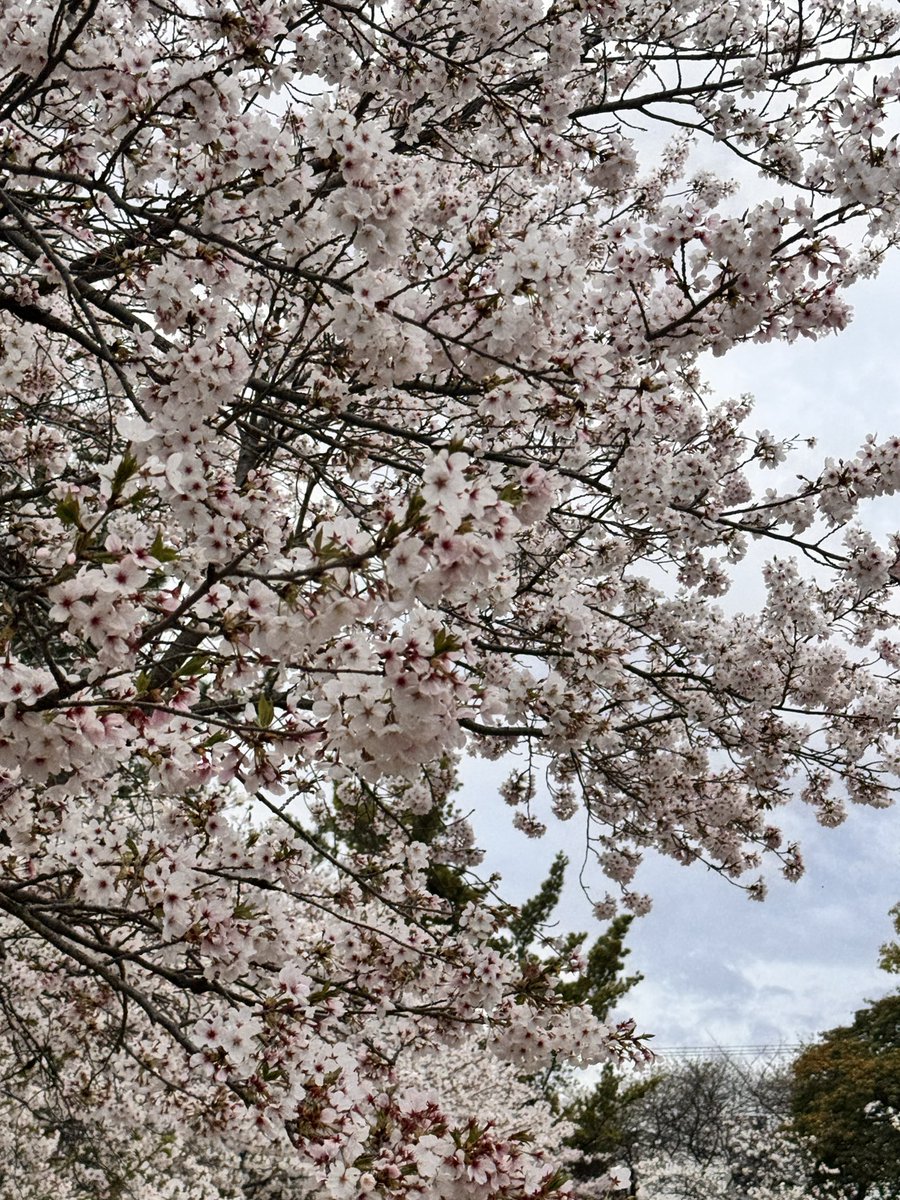 0093K1965's tweet photo. 雨があがった隙間を狙って今年最初で最後の！？花見‼️
#はなみ 
#桜 https://t.co/0TwbAHZ6JN