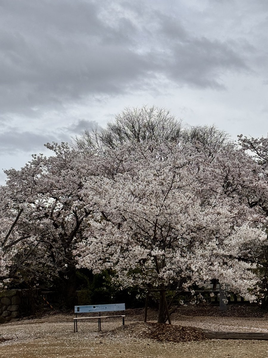 0093K1965's tweet photo. 雨があがった隙間を狙って今年最初で最後の！？花見‼️
#はなみ 
#桜 https://t.co/0TwbAHZ6JN