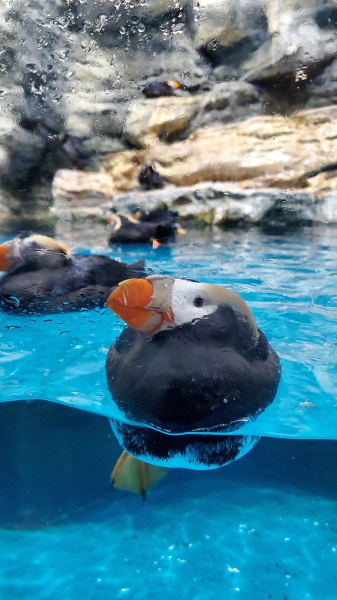 ゴードン・すくえぁ@今年もアタシは能登に行く tweet media