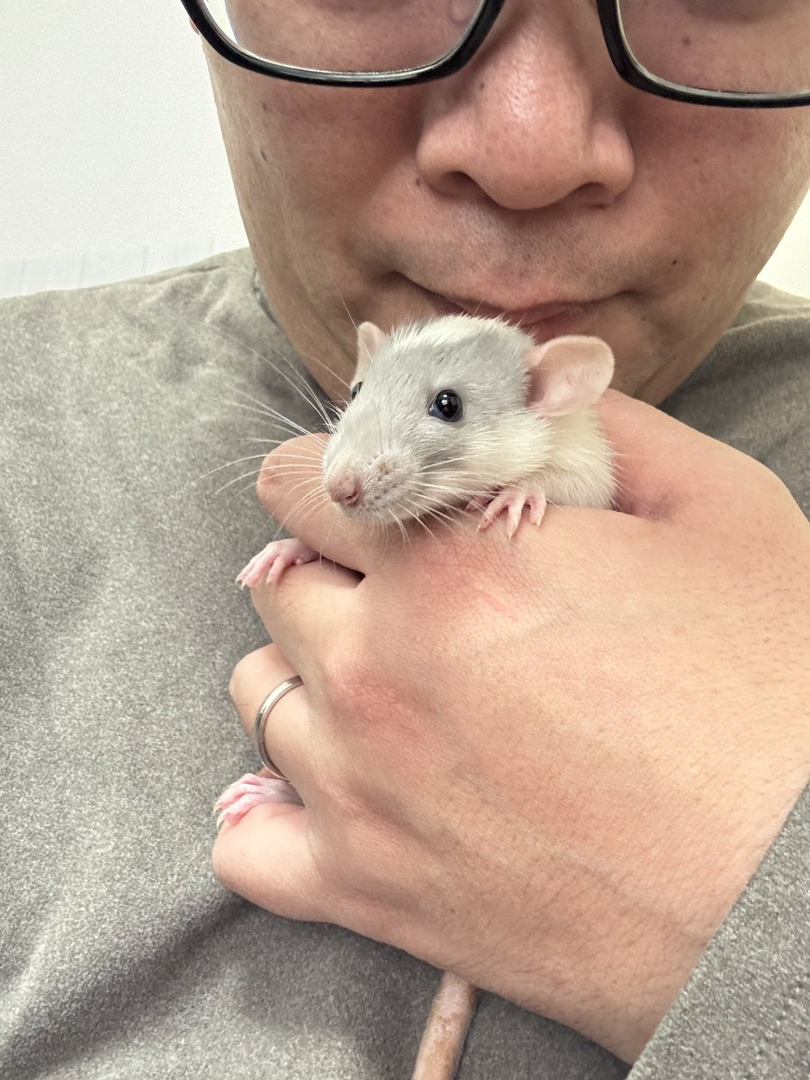 ogino_otaku's tweet photo. 新しいネズミが来ました。
亡くなった暁ちゃんに代わって、黄昏ちゃんです。東雲と仲良くできると良いな https://t.co/Vx2mg4YY8n