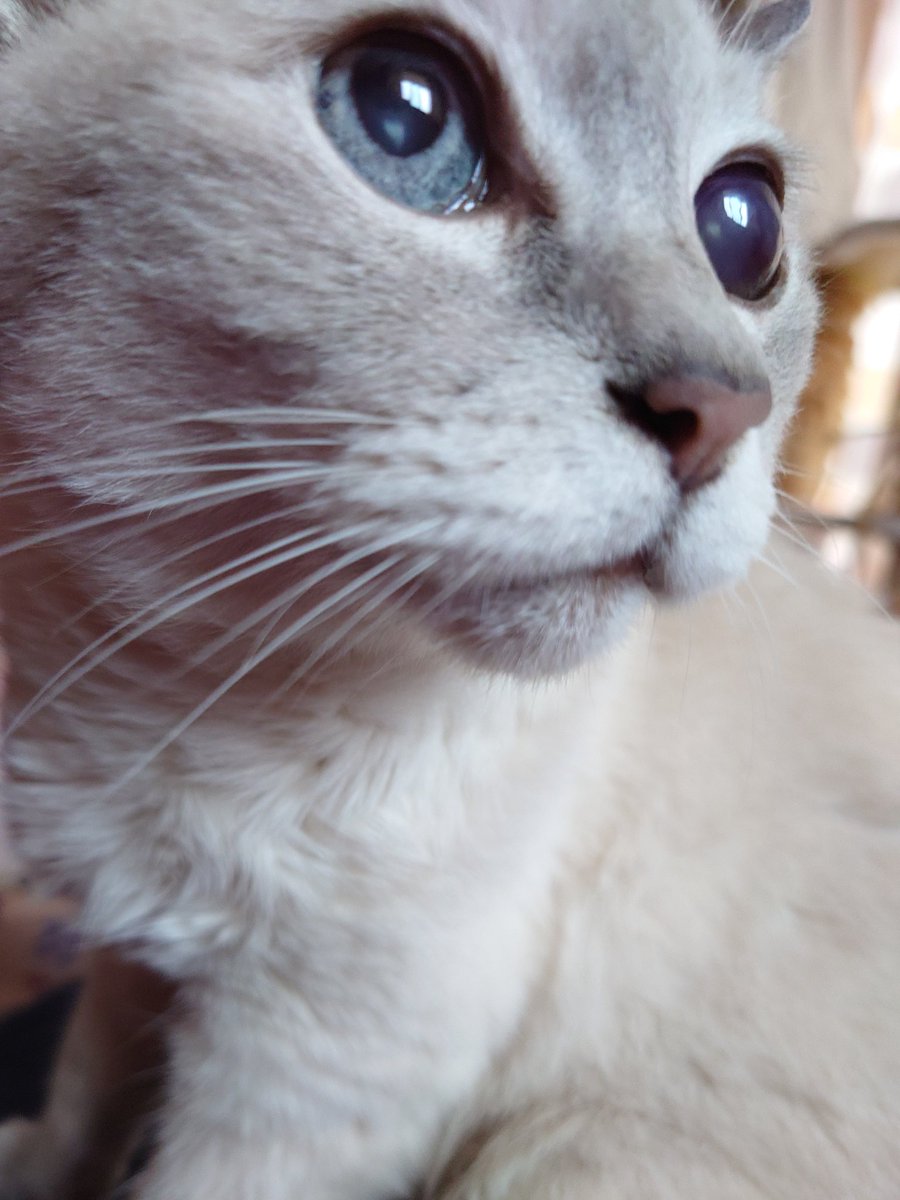 0zsgV9zjhTzLeWh's tweet image. ピンクちゃん💗
20歳2ヵ月の頃のピンクのドあっぷ
#シャムトラ #Pink 
#土アップ祭