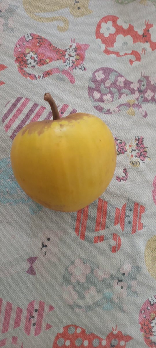 Hadassha tweet media