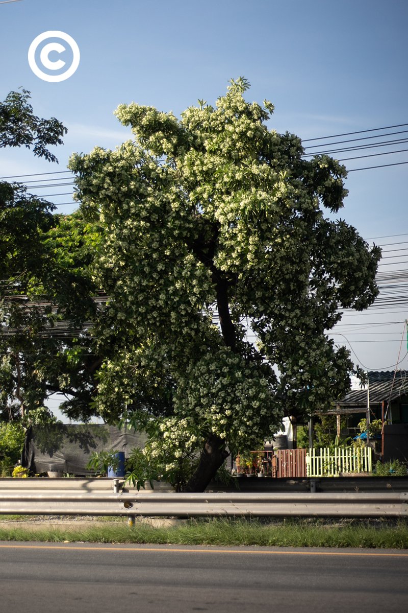 ชื่อหยวก​ นามสกุลกล้วย tweet media