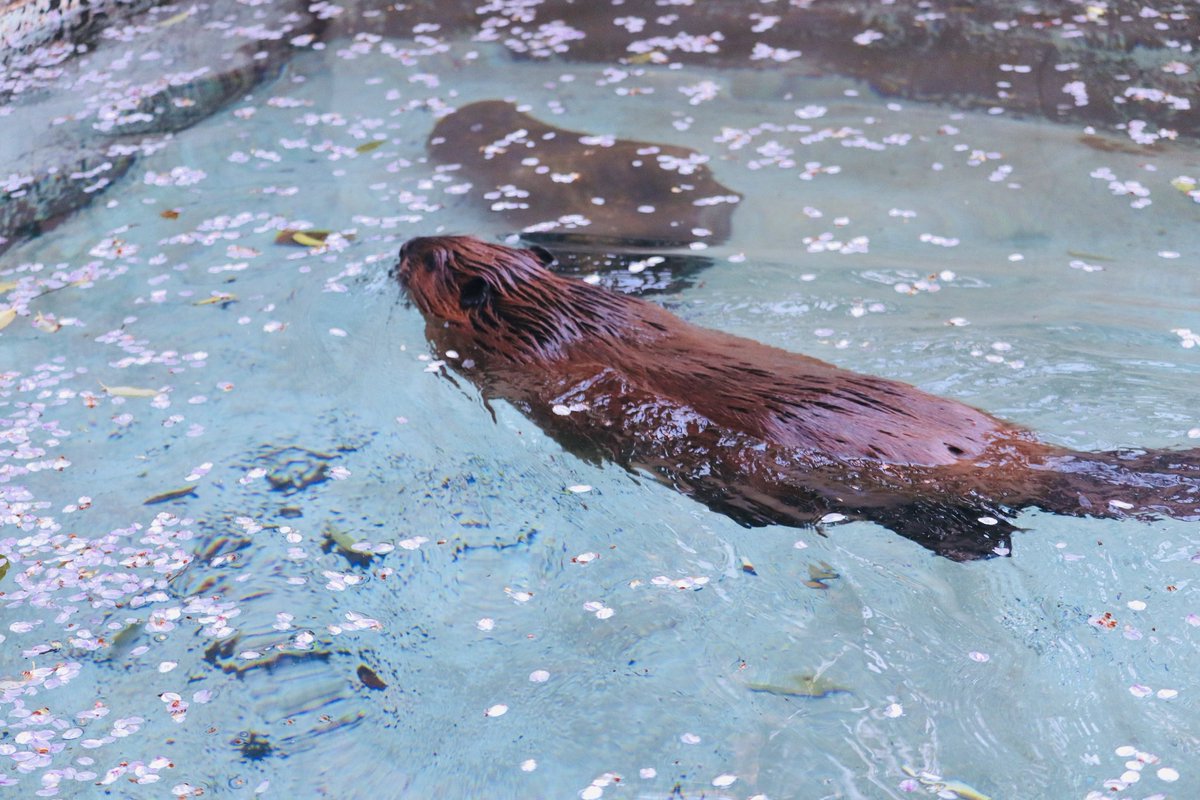ヒノトントンZOO(羽村市動物公園) tweet media