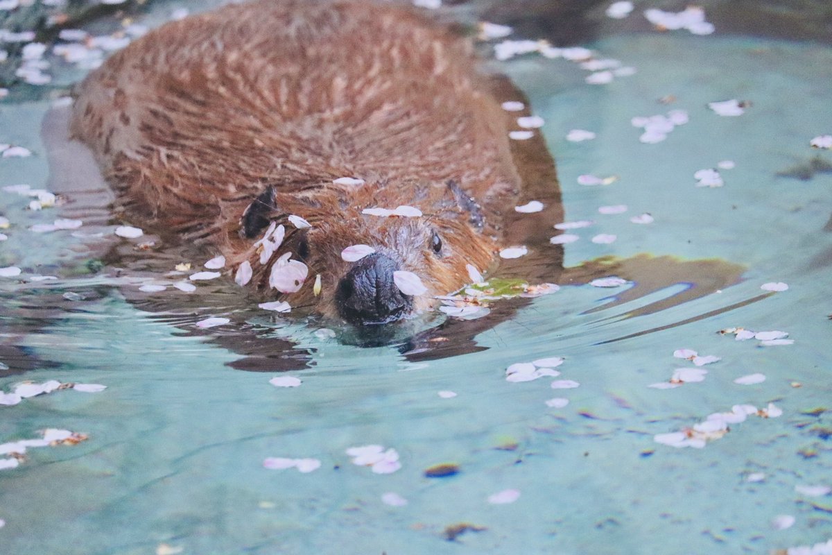 ヒノトントンZOO(羽村市動物公園) tweet media