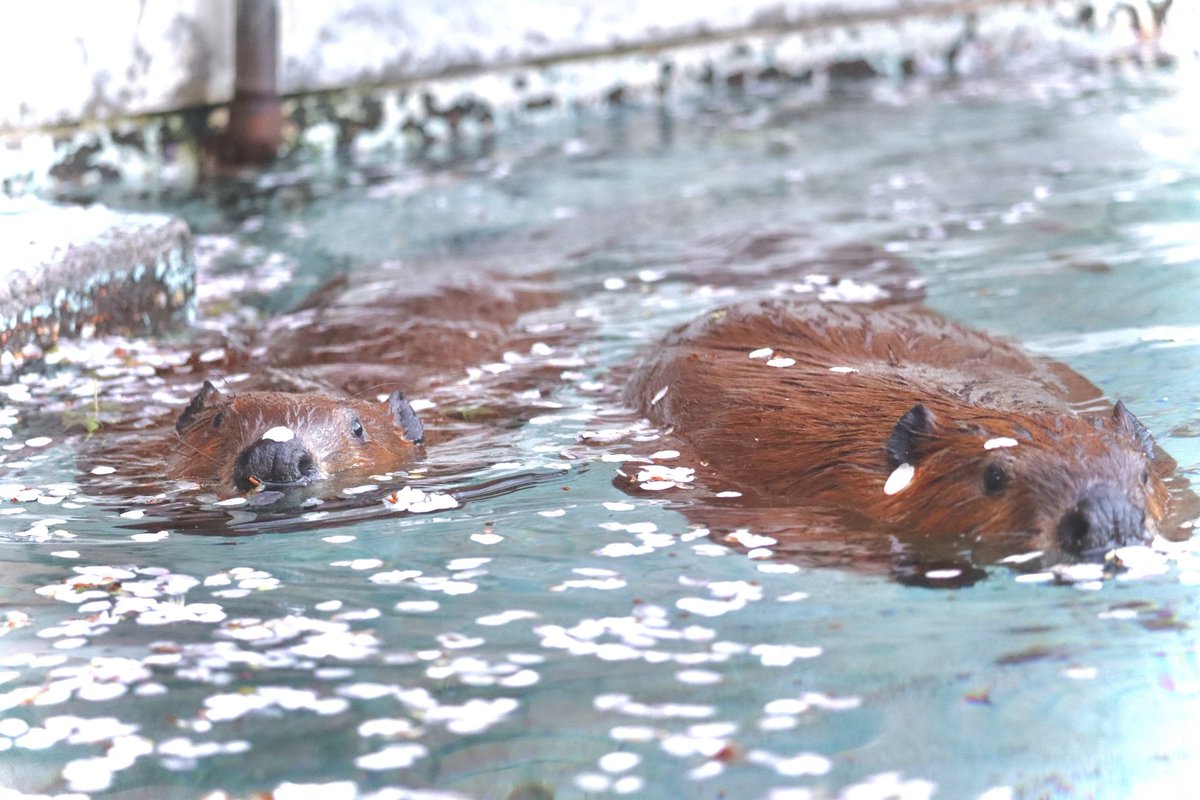 ヒノトントンZOO(羽村市動物公園) tweet media