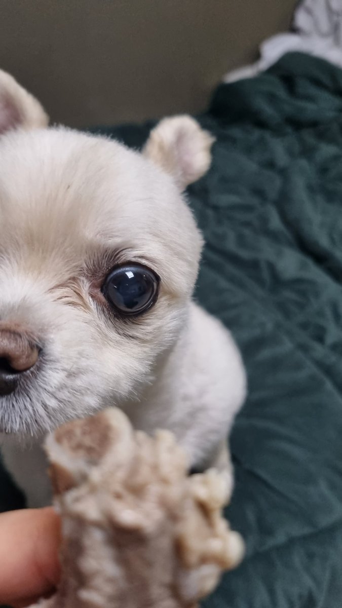 사담누비 tweet media