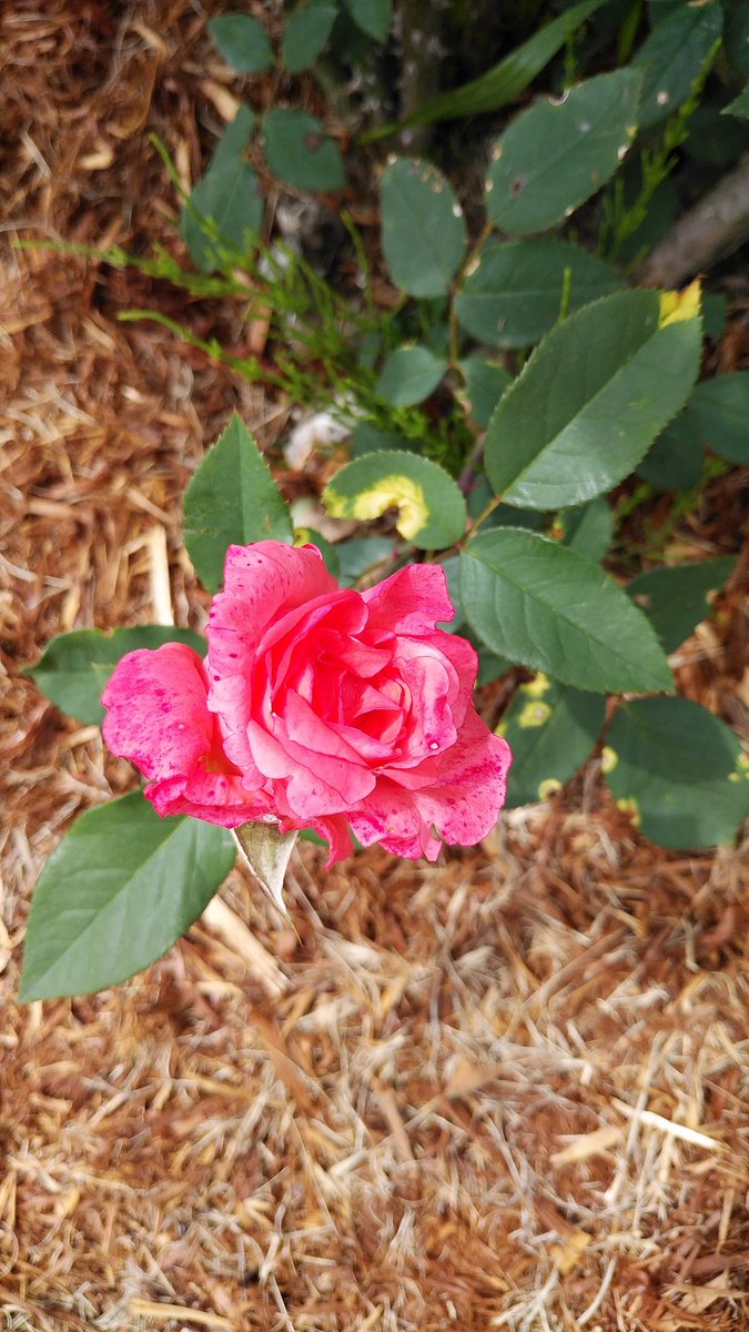 クルツ🐤☀️少々低浮上😌 tweet media