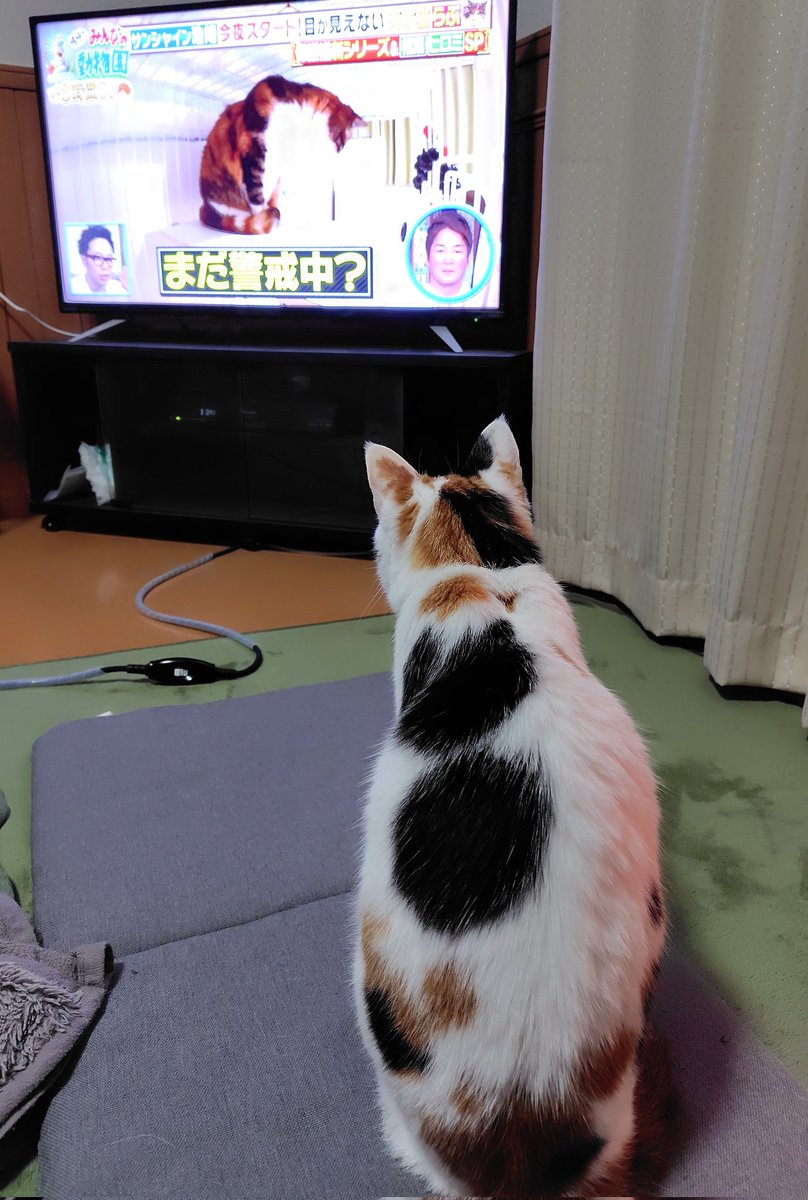 neko-shirotora🐾 tweet media