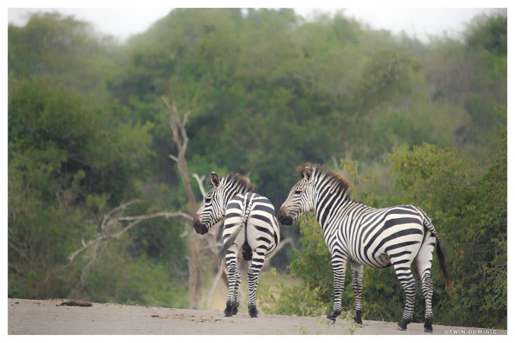 Golden Posts Uganda tweet media