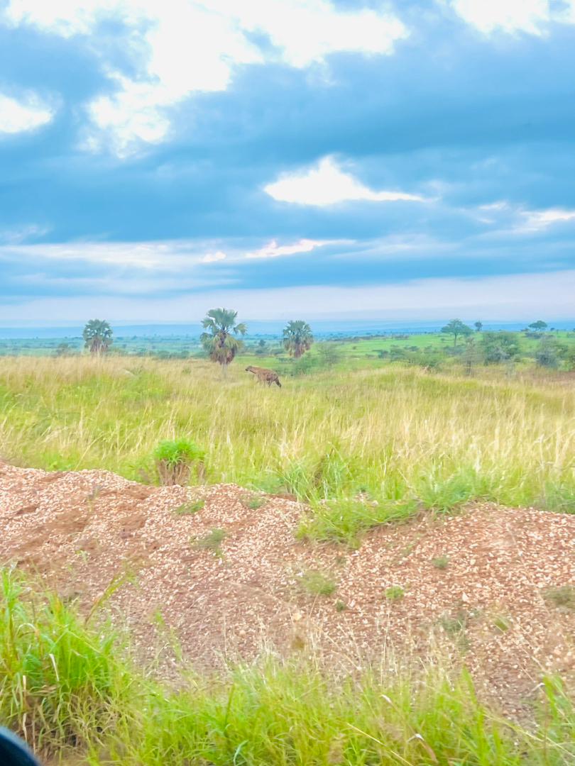 Golden Posts Uganda tweet media