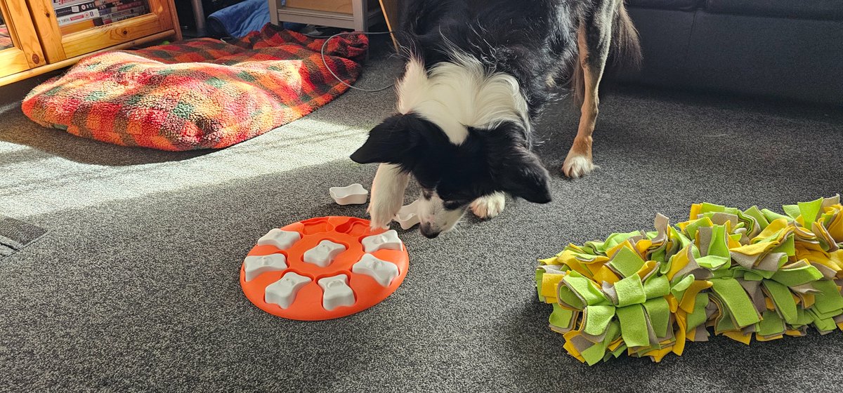 mossie_the's tweet photo. Brain games definitely helping to keep me occupied just now. Loving my snuffle mat and the other one too.

#MossieTheCollie #TPLO #TPLOSurgery #TPLOSurgeryRecovery #DogBrainGames #SnuffleMat https://t.co/CChOCIyobE