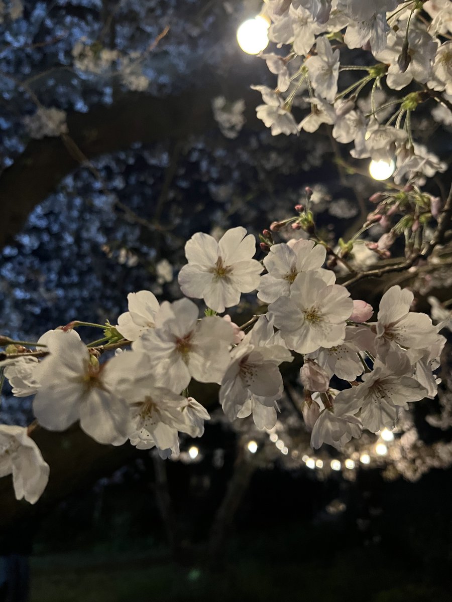 🌸