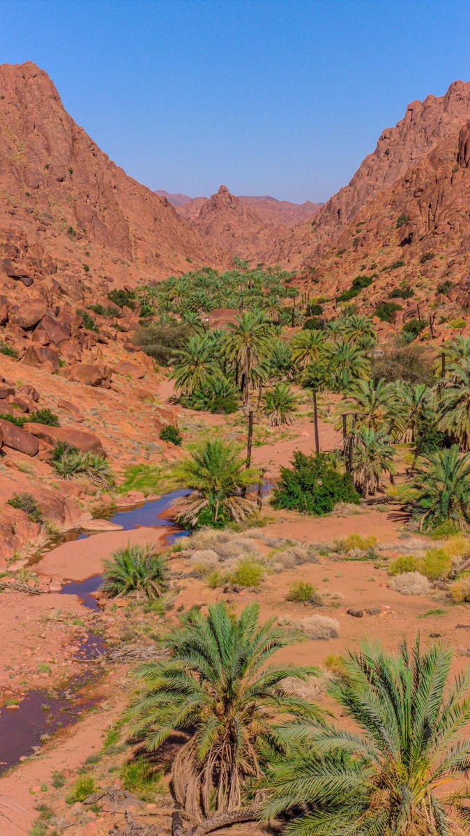 أمانة منطقة حائل tweet media