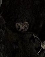 飛猿の秘密基地 tweet media