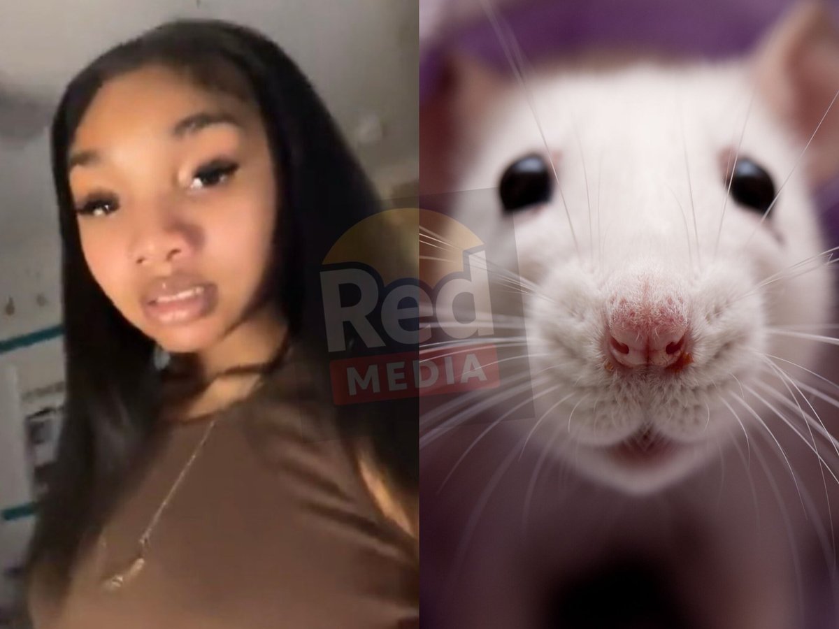 Red Media tweet media