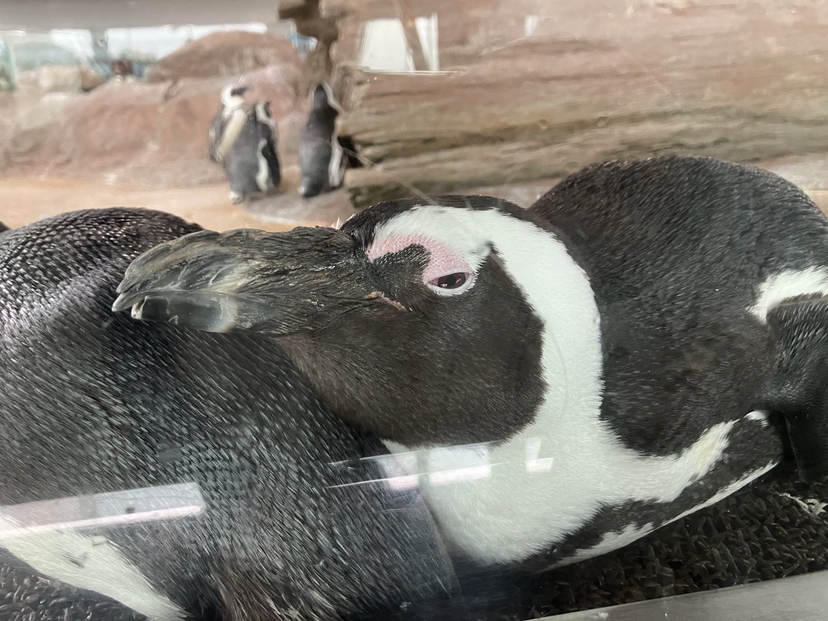 まなつ tweet media