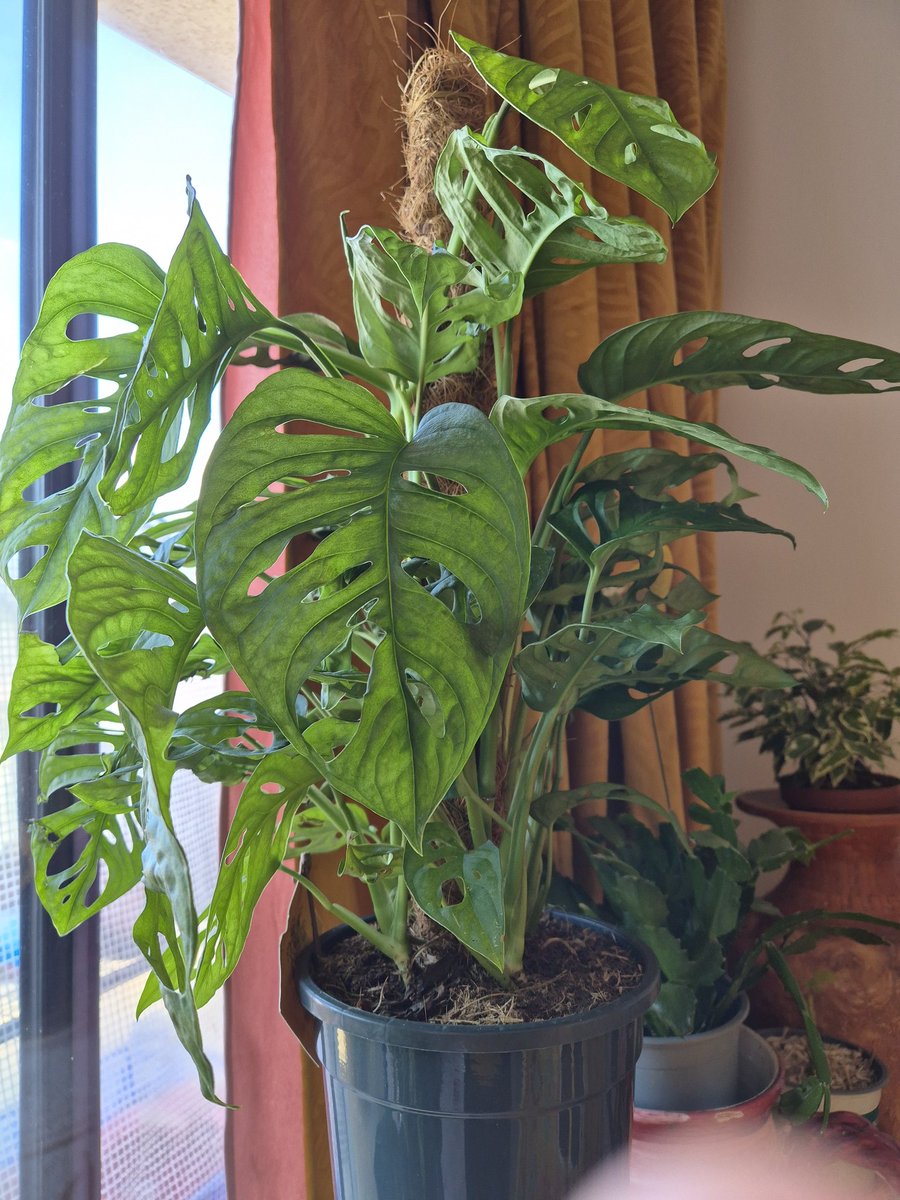 mama mong siga👆 tweet media