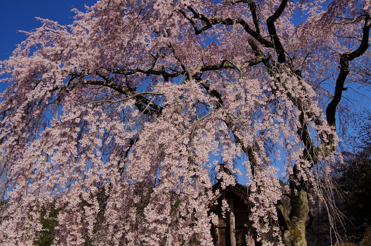 MKF_2019's tweet photo. 昨日(4月3日)の岐阜県下呂市萩原町の枝垂桜たち。上段は「森山神社のしだれ桜」。下段左は「永���寺のしだれ桜」。下段右は「四美・岩太郎のしだれ桜」。いずれも満開。最寄り駅は上呂。#α57 #枝垂桜 #一本桜 https://t.co/zqCGDVGFA7