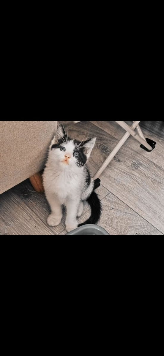 Cats Rock tweet media