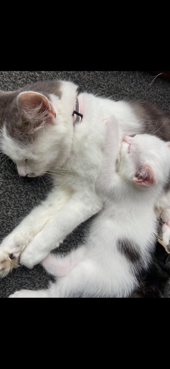 Cats Rock tweet media