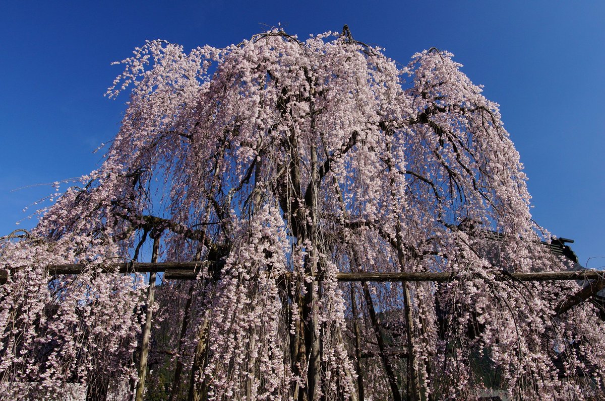 MKF_2019's tweet photo. 昨日(4月3日)の岐阜県下呂市萩原町の枝垂桜たち。上段は「森山神社のしだれ桜」。下段左は「永���寺のしだれ桜」。下段右は「四美・岩太郎のしだれ桜」。いずれも満開。最寄り駅は上呂。#α57 #枝垂桜 #一本桜 https://t.co/zqCGDVGFA7