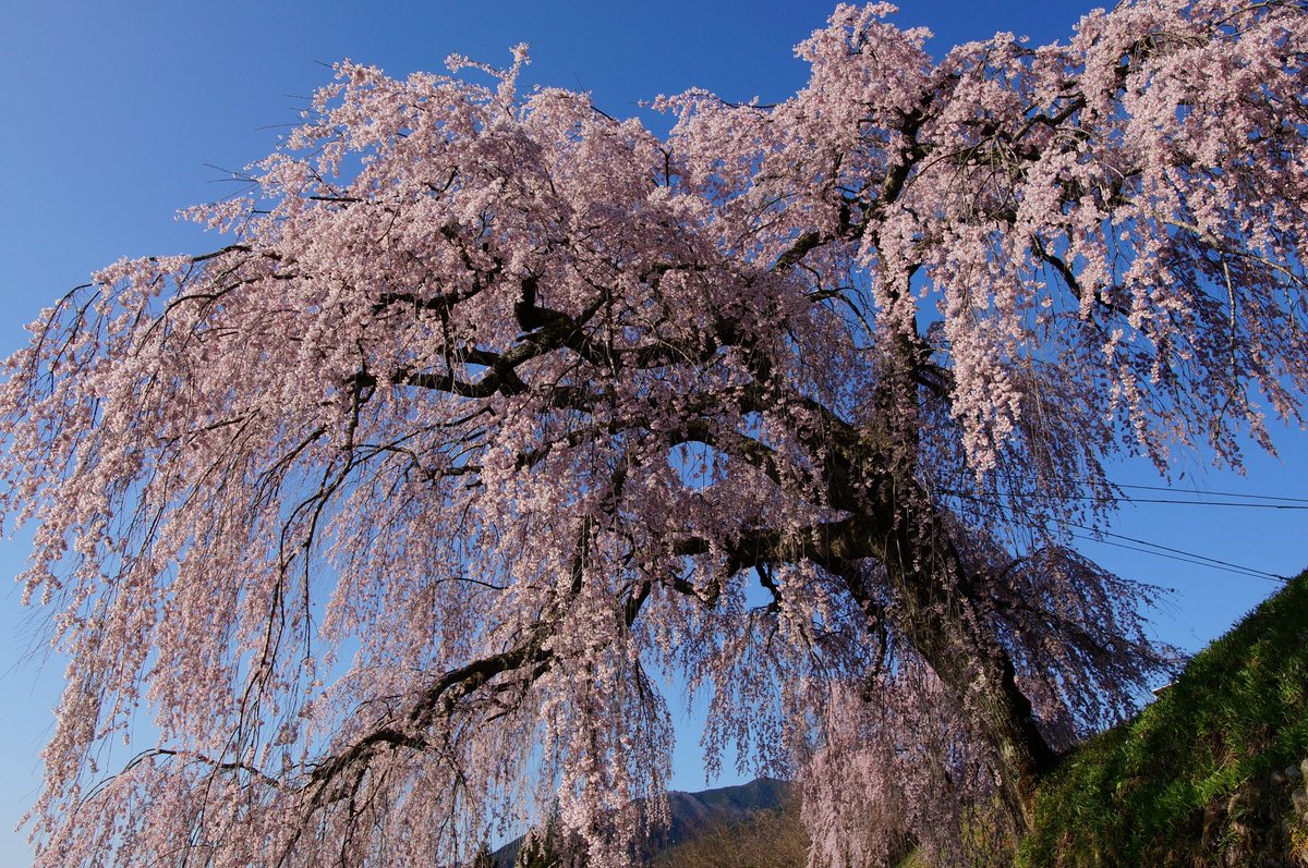 MKF_2019's tweet photo. 昨日(4月3日)の岐阜県下呂市萩原町の枝垂桜たち。上段は「森山神社のしだれ桜」。下段左は「永���寺のしだれ桜」。下段右は「四美・岩太郎のしだれ桜」。いずれも満開。最寄り駅は上呂。#α57 #枝垂桜 #一本桜 https://t.co/zqCGDVGFA7
