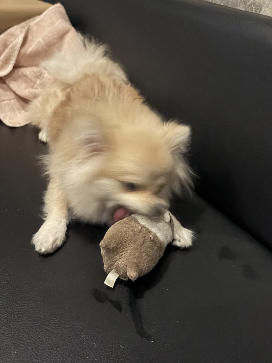 カリン🐼 tweet media